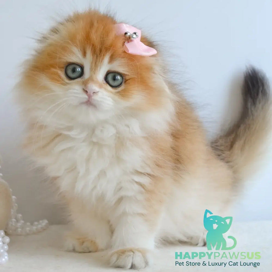 Hollie Scottish Fold female black golden shaded - live animals
