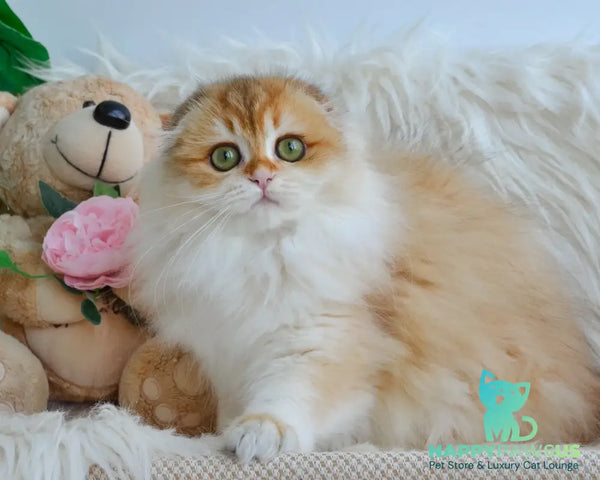 Hollie Scottish Fold female black golden shaded - live animals