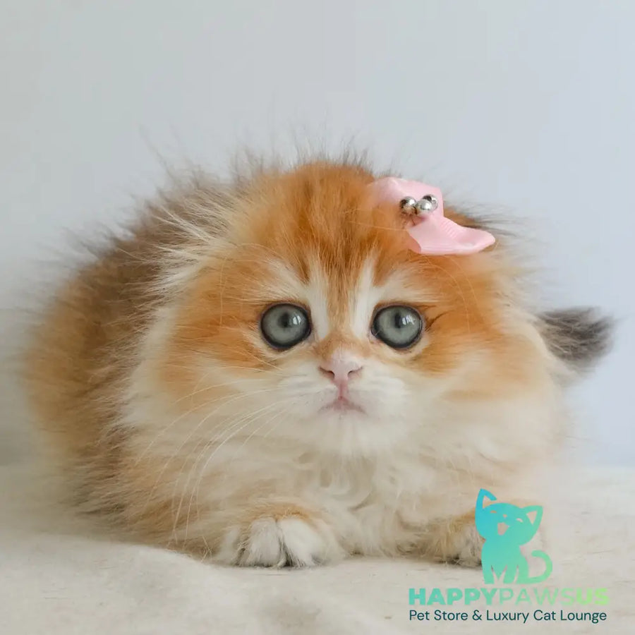 Hollie Scottish Fold female black golden shaded - live animals