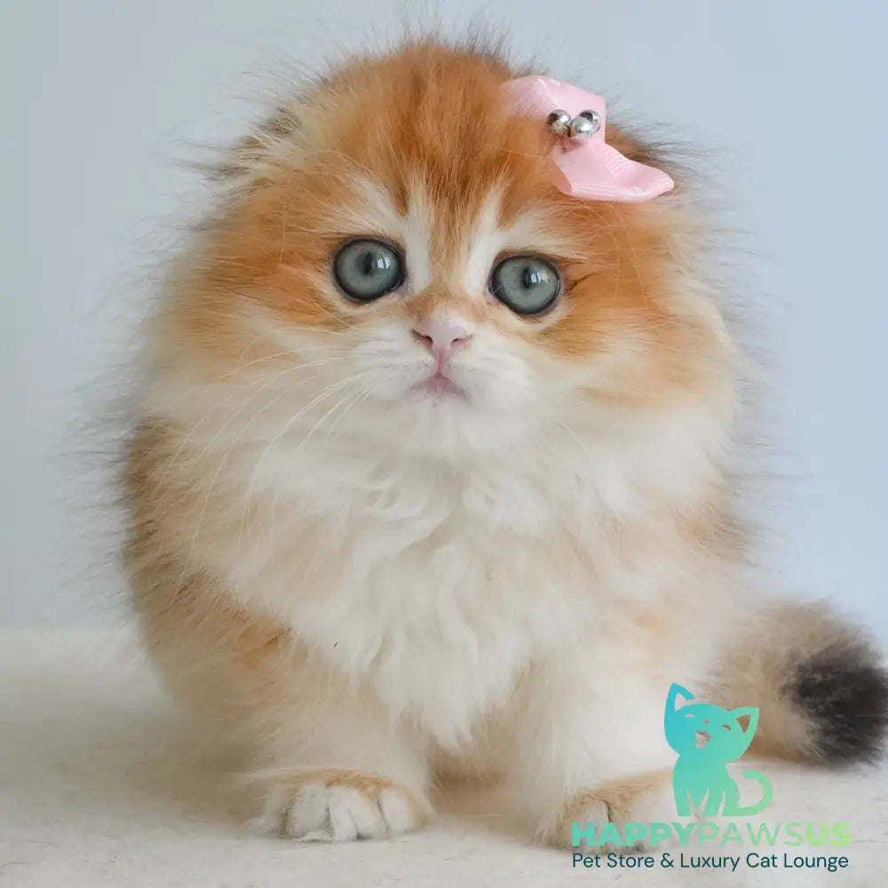 Hollie Scottish Fold female black golden shaded - live animals