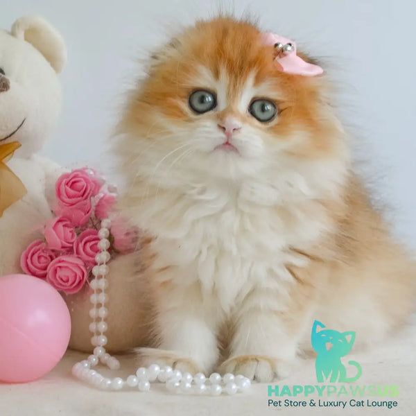 Hollie Scottish Fold female black golden shaded - live animals