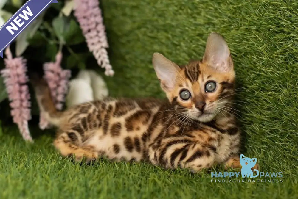 Holly Bengal female black spotted tabby live animals