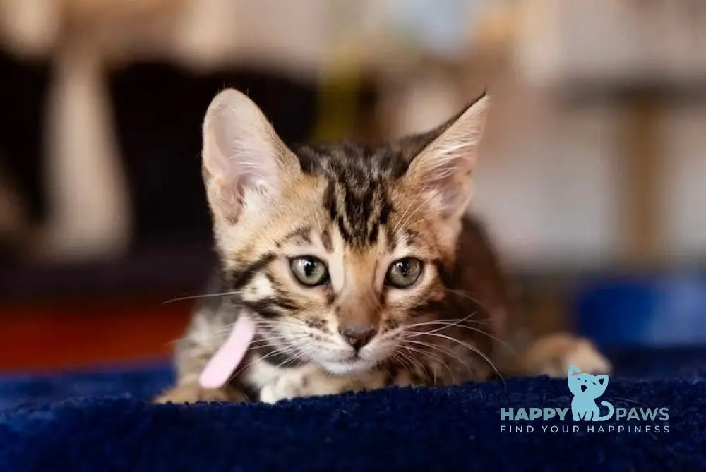 Holly Bengal Female Black Spotted Tabby Live Animals