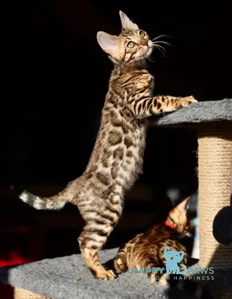 Holly Bengal Female Black Spotted Tabby Live Animals