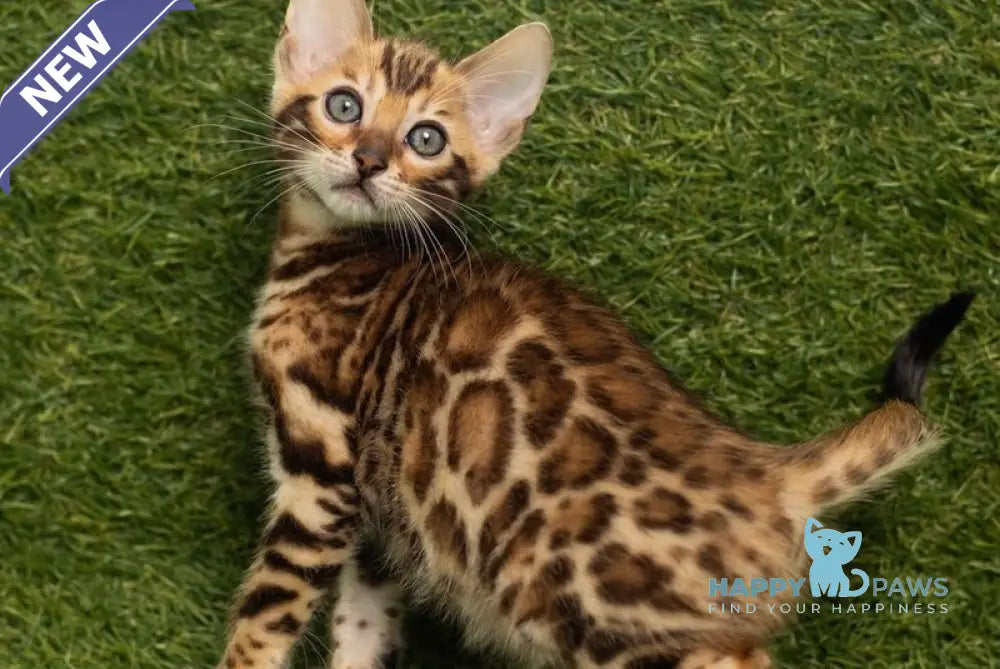 Holly Bengal female black spotted tabby live animals