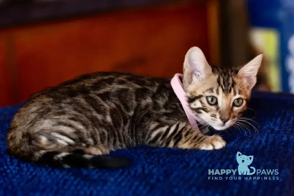 Holly Bengal Female Black Spotted Tabby Live Animals