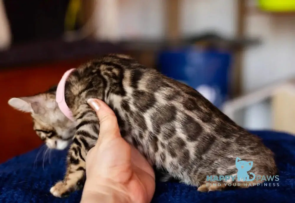 Holly Bengal Female Black Spotted Tabby Live Animals