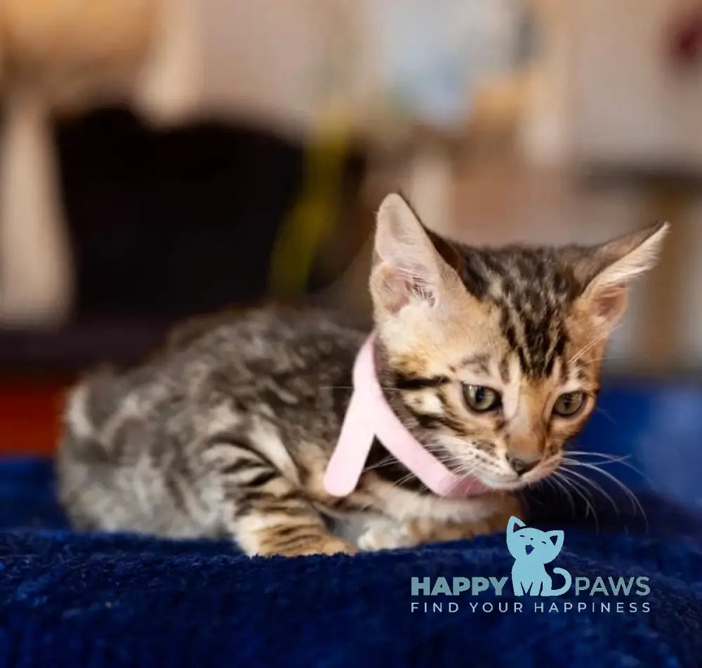 Holly Bengal Female Black Spotted Tabby Live Animals