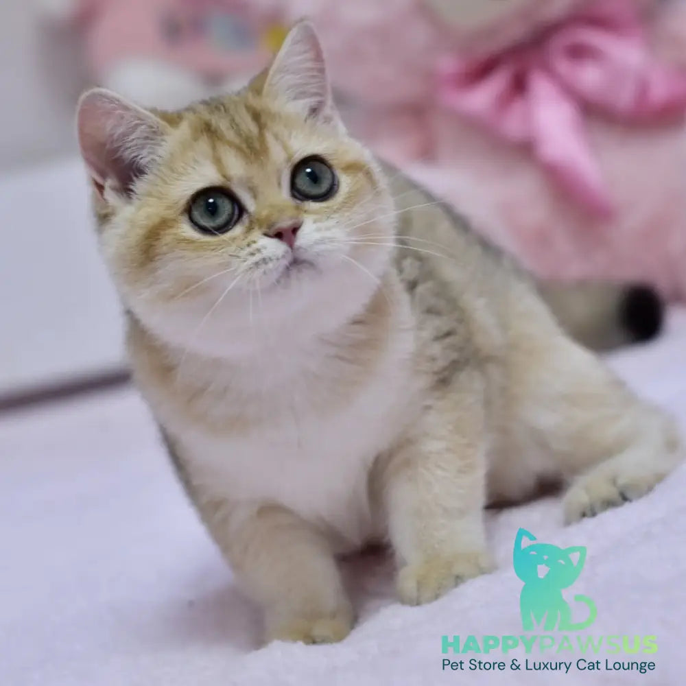 Holly British Shorthair female black golden shaded - live animals