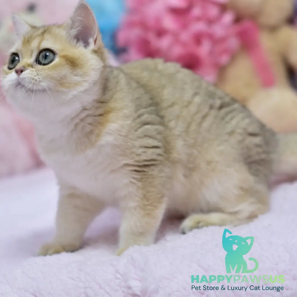 Holly British Shorthair female black golden shaded - live animals