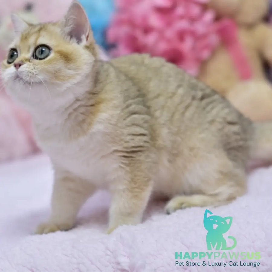 Holly British Shorthair female black golden shaded - live animals
