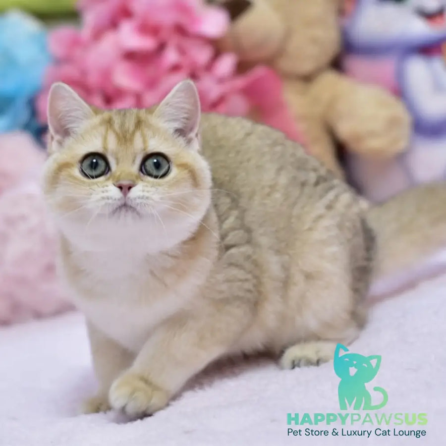 Holly British Shorthair female black golden shaded - live animals