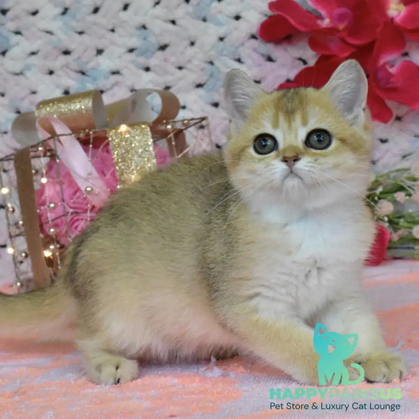 Holly British Shorthair female black golden shaded - live animals