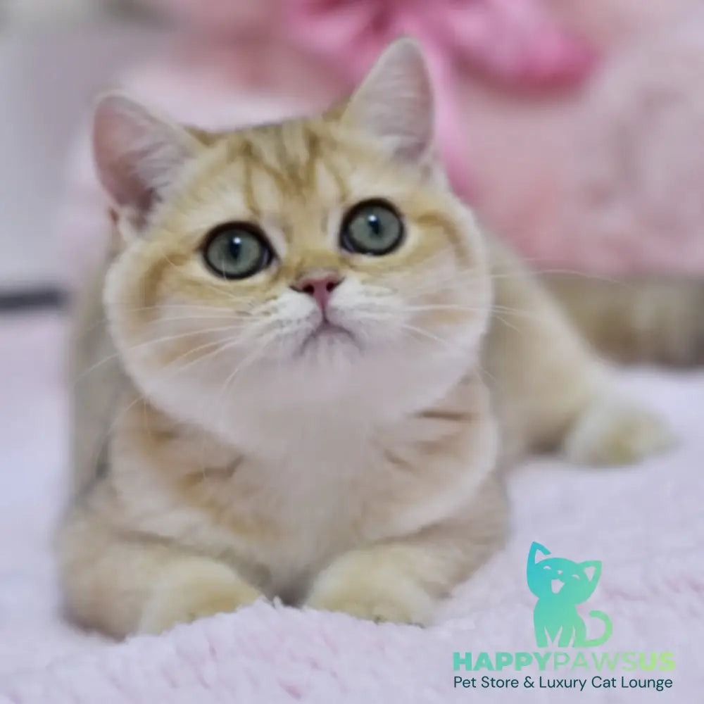 Holly British Shorthair female black golden shaded - live animals