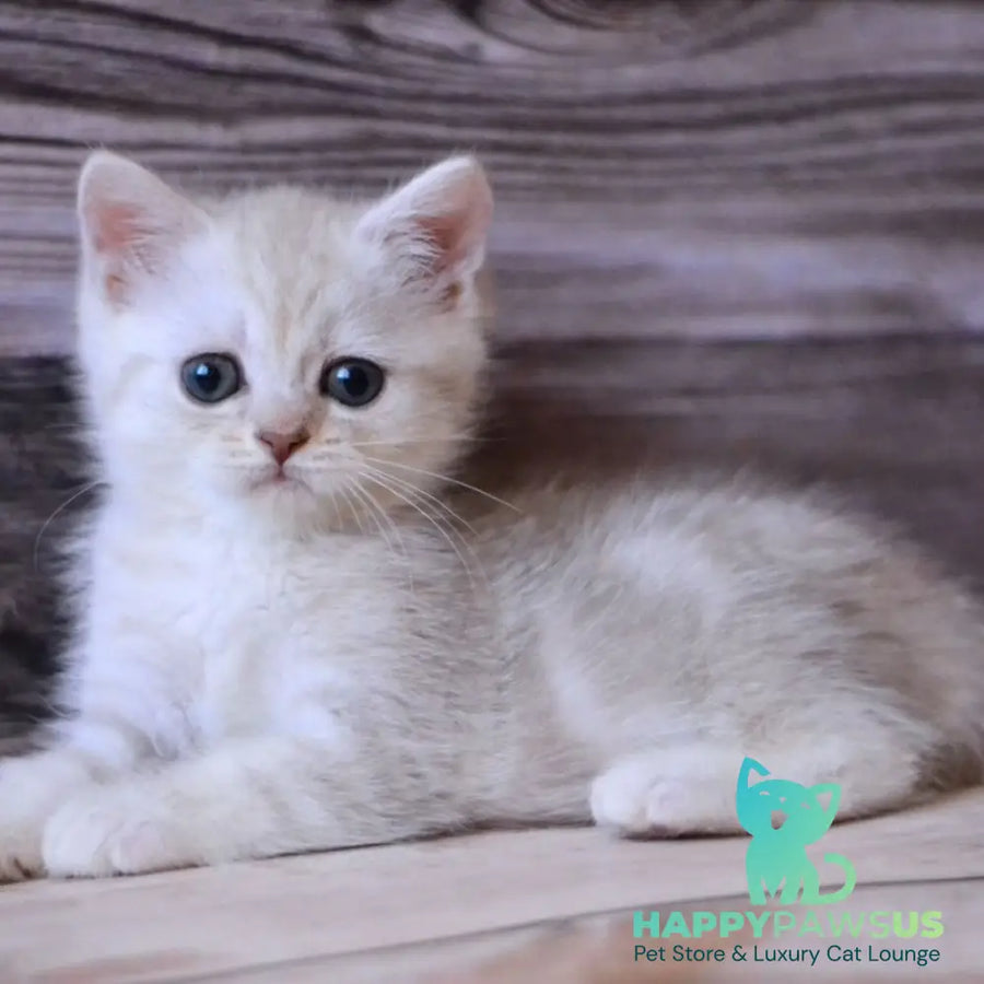 Holly British Shorthair female blue silver tabby - live animals