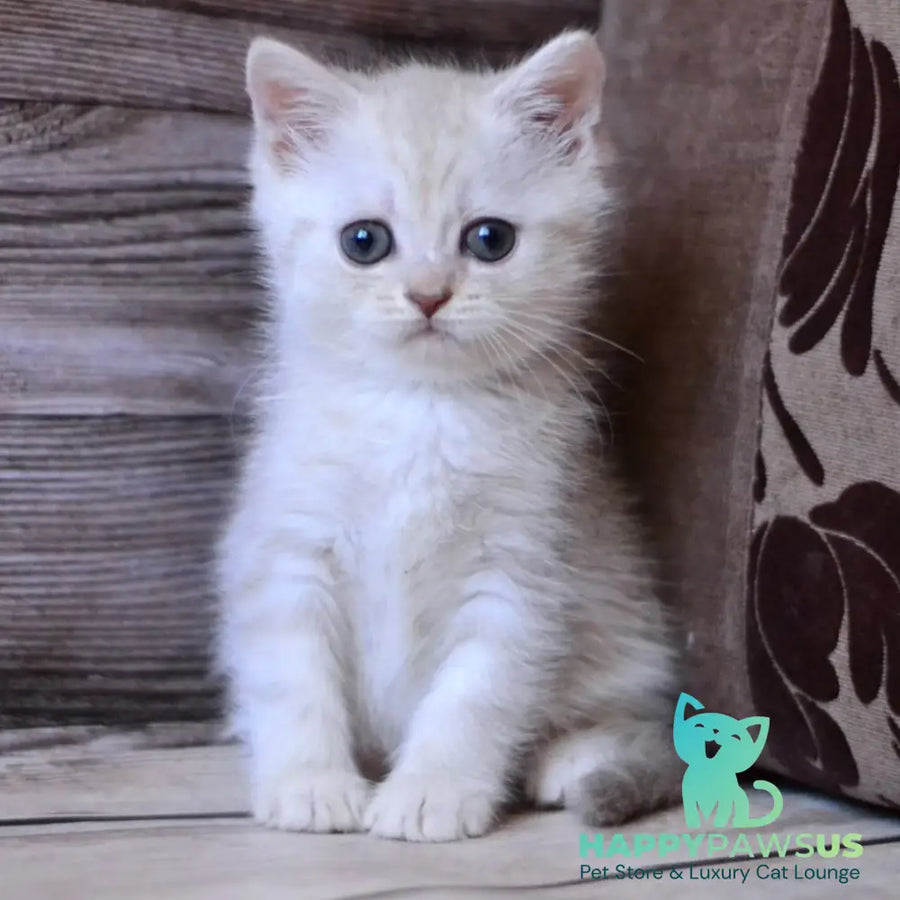 Holly British Shorthair female blue silver tabby - live animals