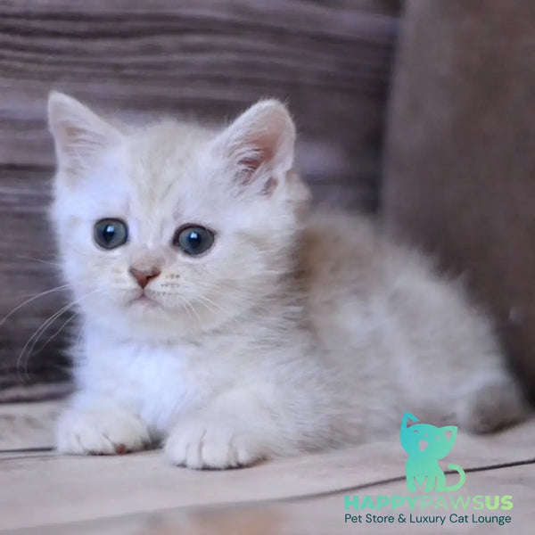 Holly British Shorthair female blue silver tabby - live animals