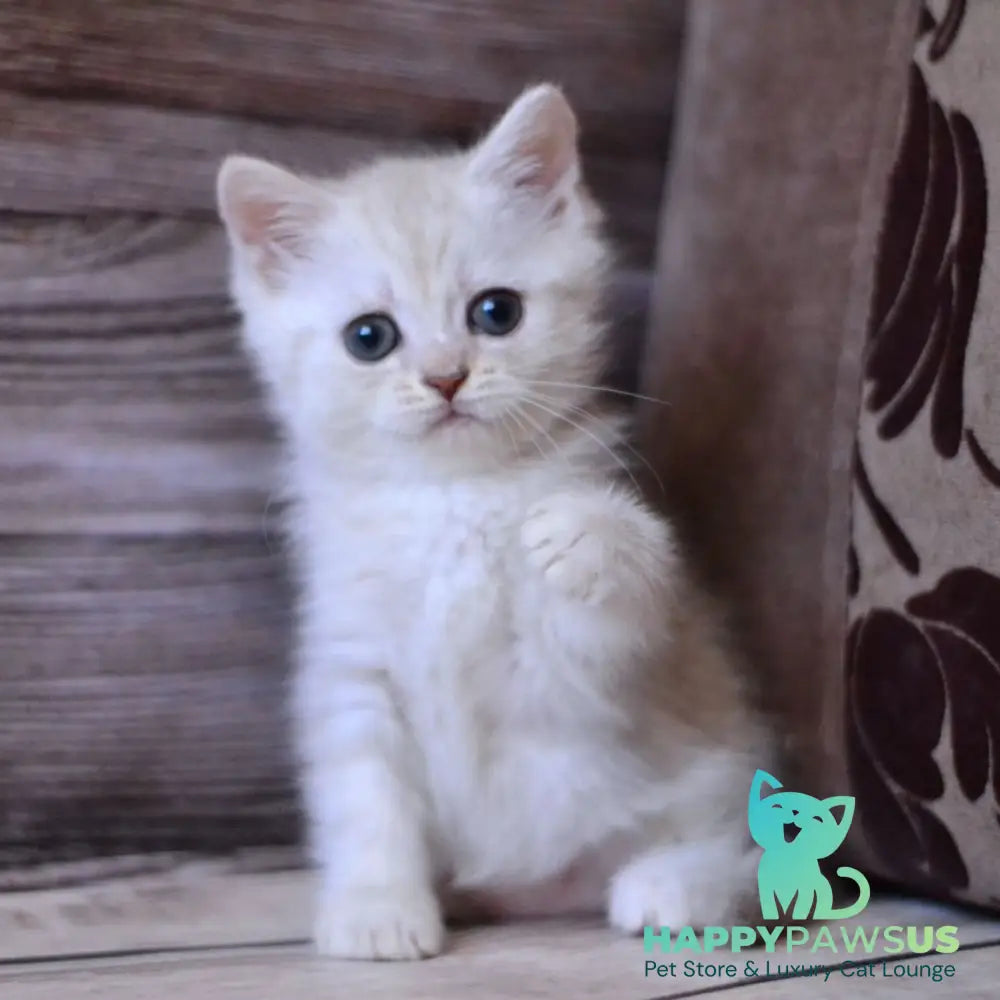 Holly British Shorthair female blue silver tabby - live animals