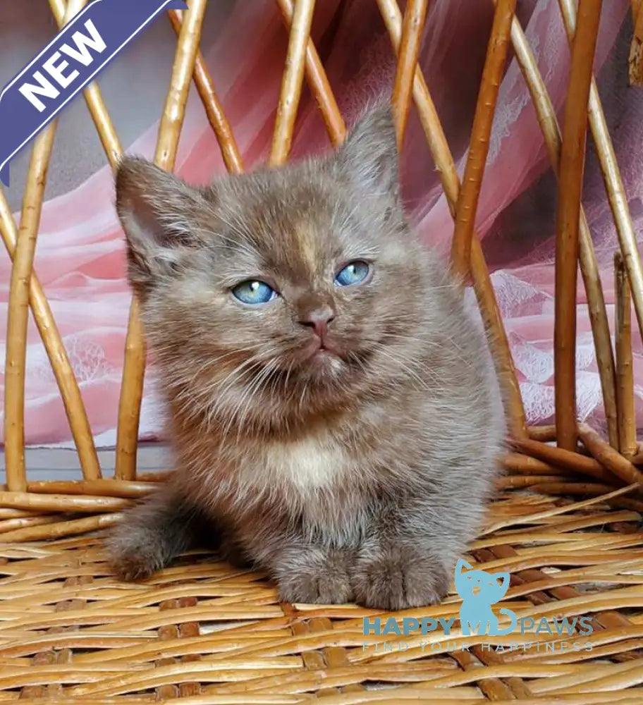 Holly British Shorthair female chocolate tortie live animals