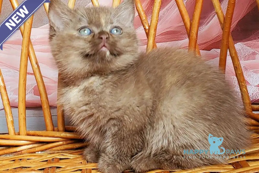 Holly British Shorthair female chocolate tortie live animals