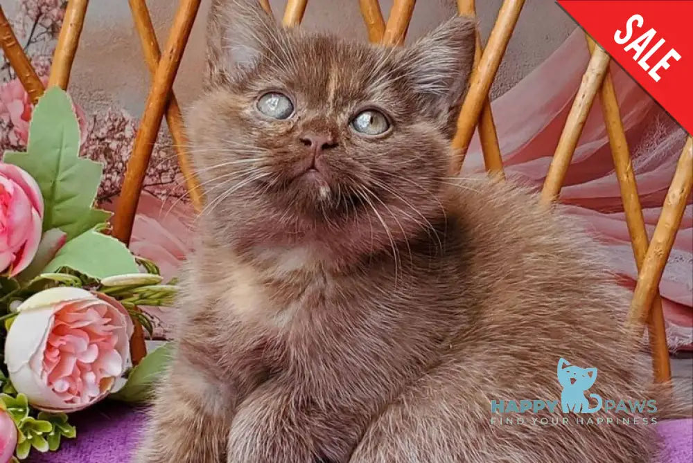 Holly British Shorthair female chocolate tortie live animals