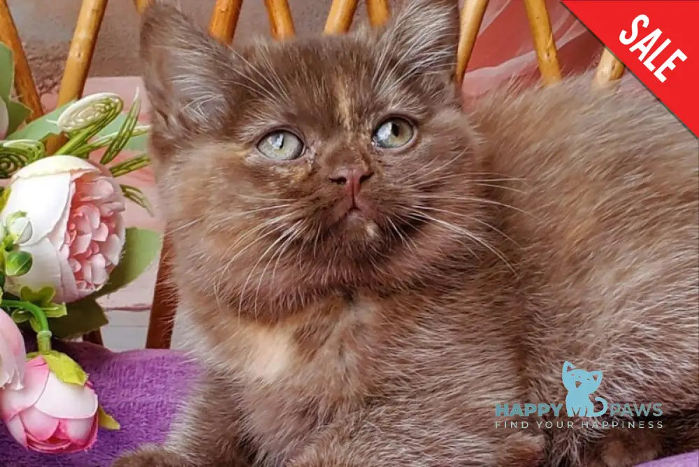 Holly British Shorthair female chocolate tortie live animals