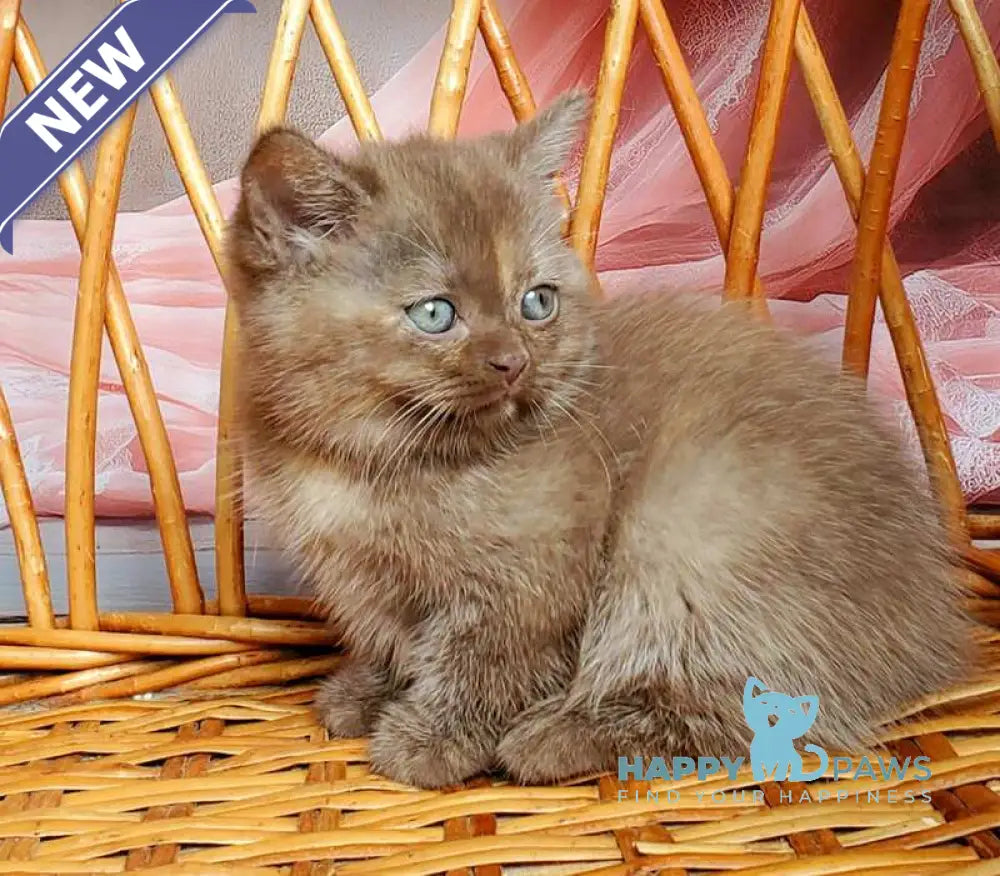 Holly British Shorthair female chocolate tortie live animals