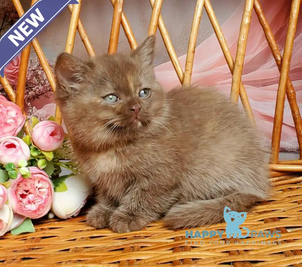 Holly British Shorthair female chocolate tortie live animals