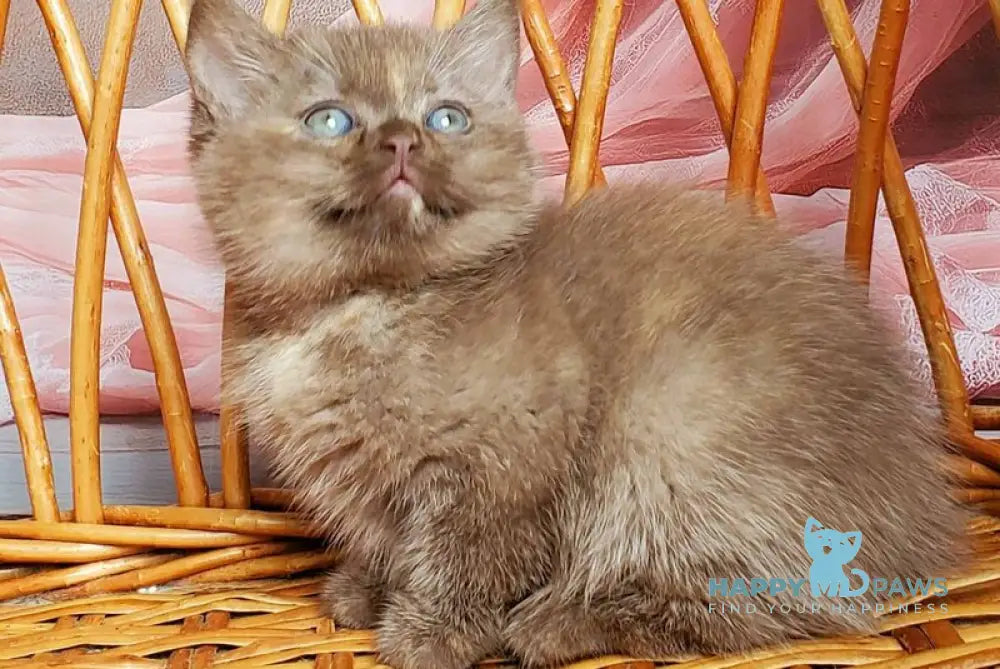 Holly British Shorthair female chocolate tortie live animals