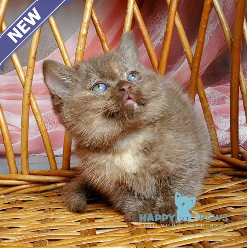 Holly British Shorthair female chocolate tortie live animals