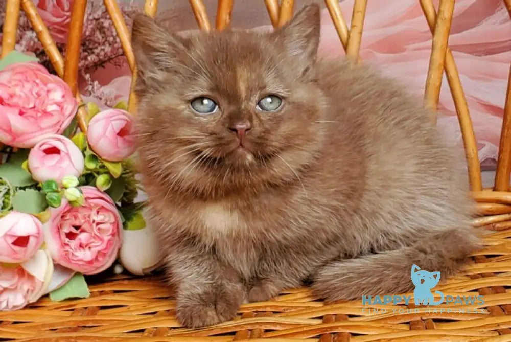 Holly British Shorthair female chocolate tortie live animals