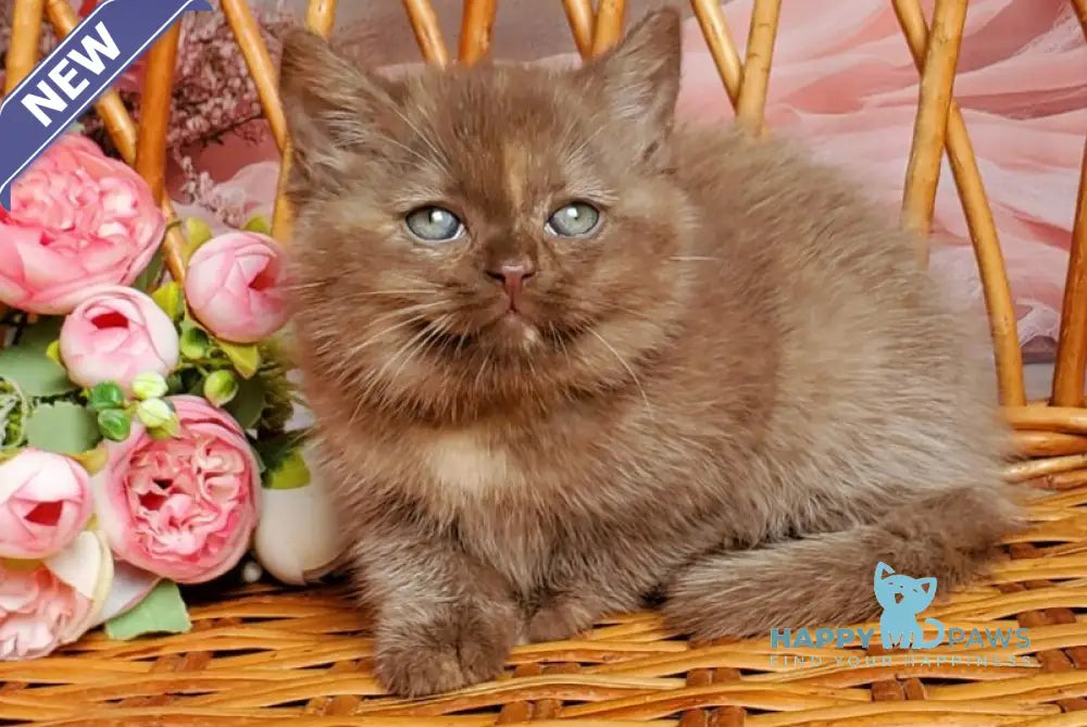 Holly British Shorthair female chocolate tortie live animals