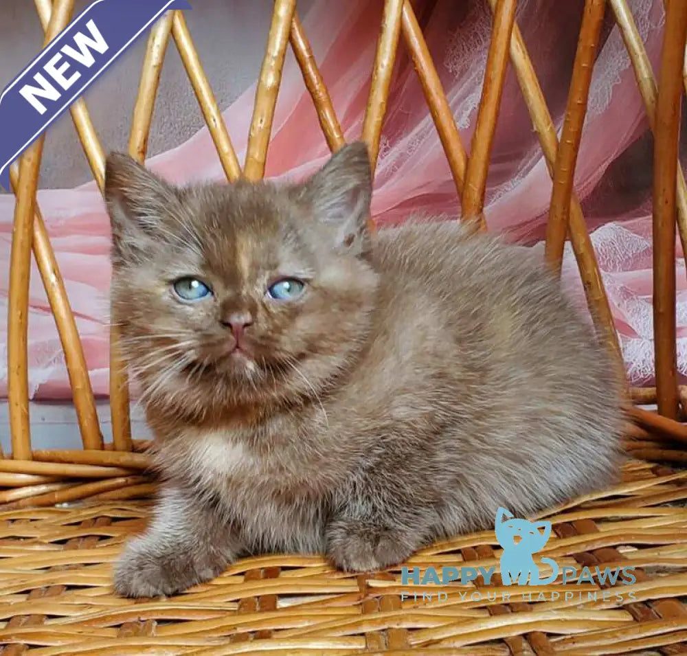 Holly British Shorthair female chocolate tortie live animals