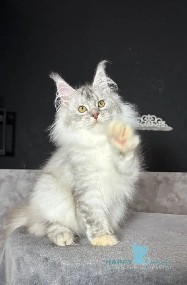 Holly-Dolly Maine Coon female blue tortie silver live animals