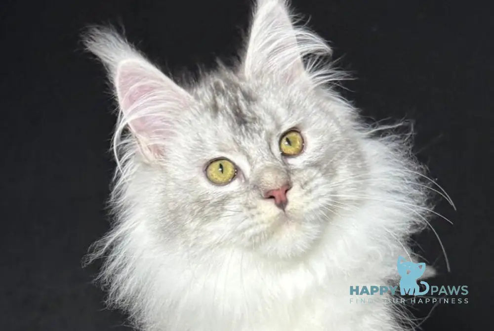 Holly-Dolly Maine Coon female blue tortie silver live animals