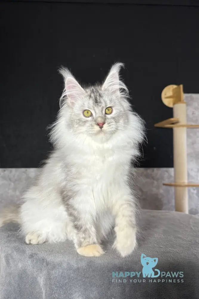 Holly-Dolly Maine Coon female blue tortie silver live animals