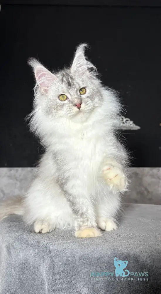 Holly-Dolly Maine Coon female blue tortie silver live animals