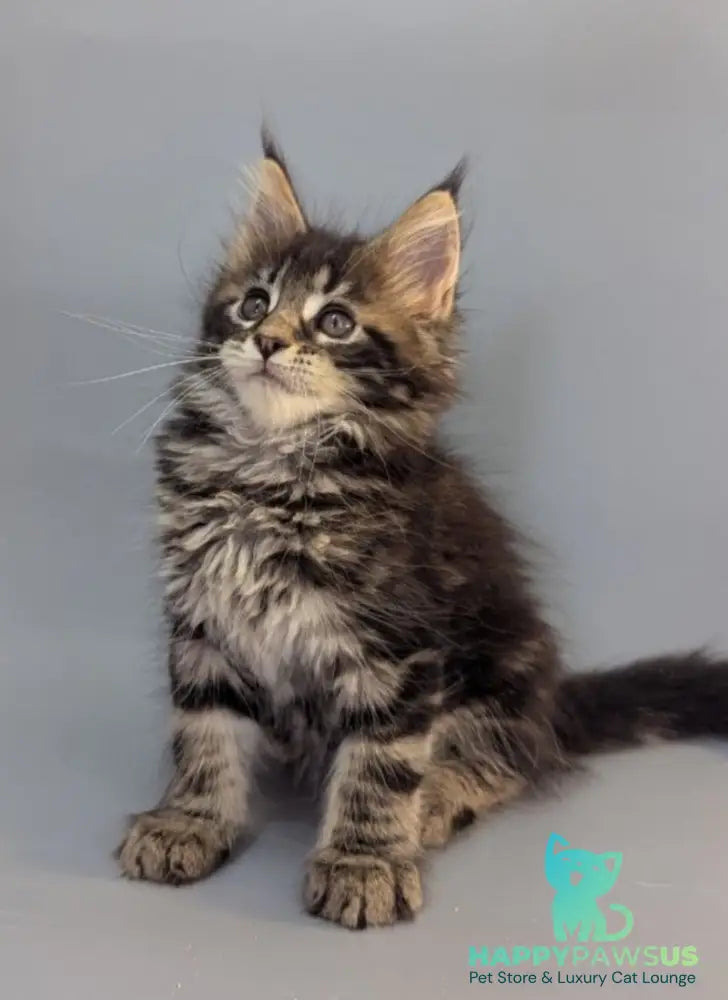Holly Maine Coon female black tabby - live animals