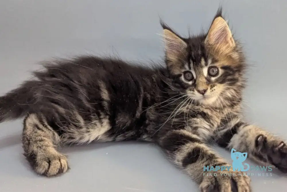 Holly Maine Coon female black tabby - live animals