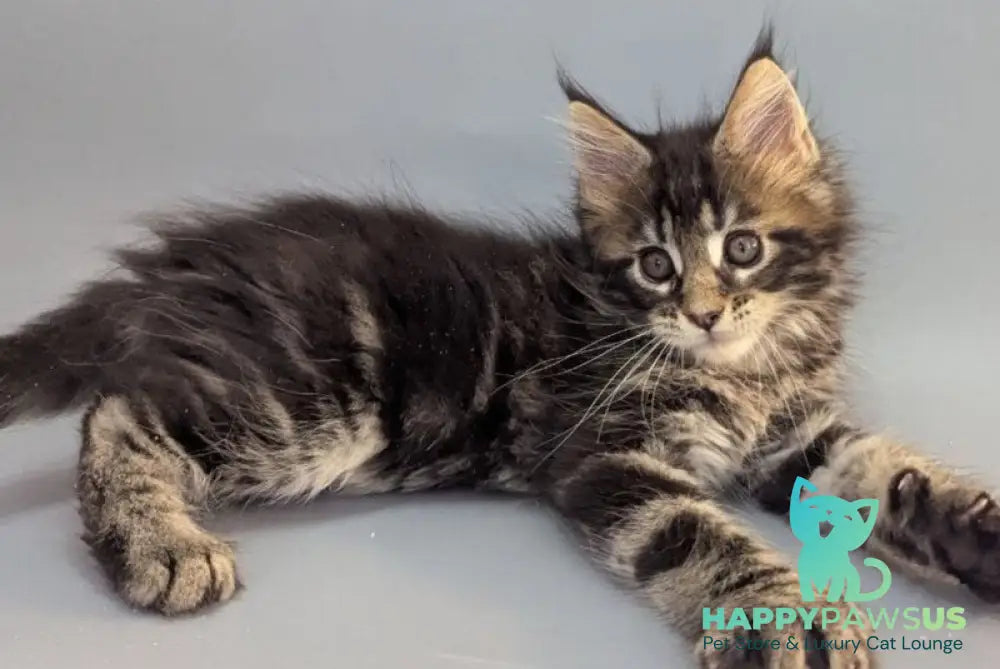 Holly Maine Coon female black tabby - live animals