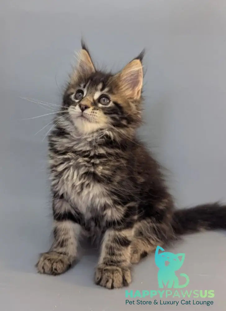 Holly Maine Coon female black tabby - live animals