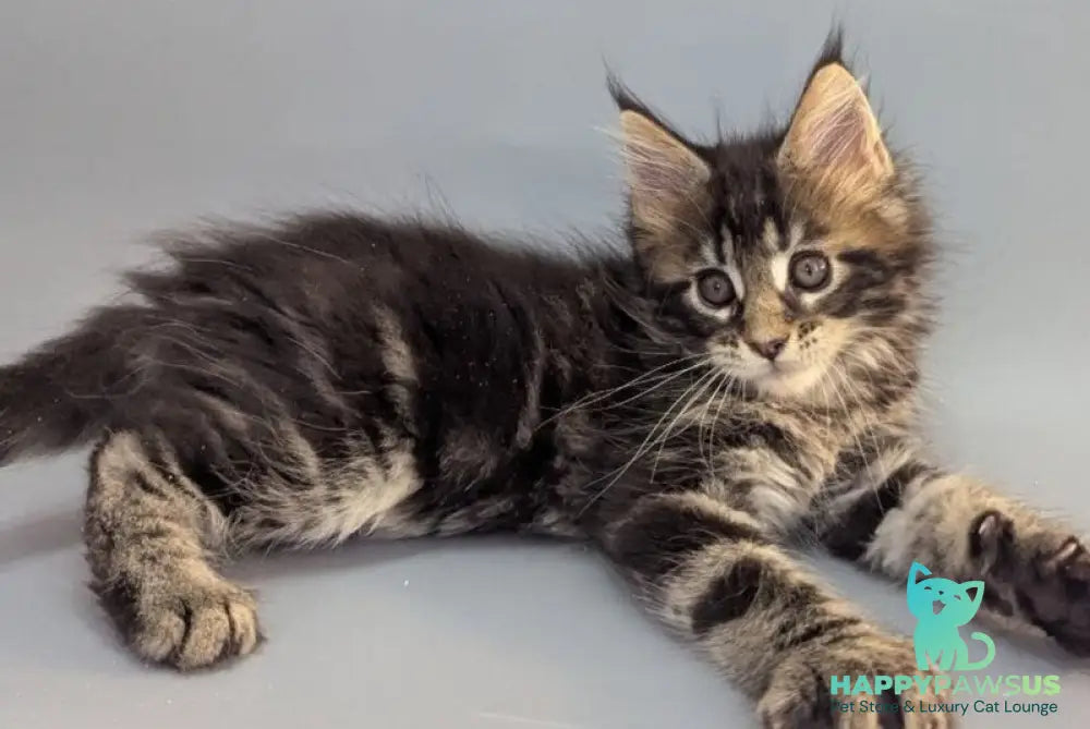 Holly Maine Coon female black tabby - live animals