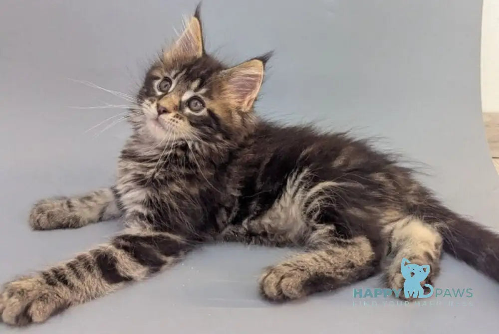 Holly Maine Coon female black tabby - live animals