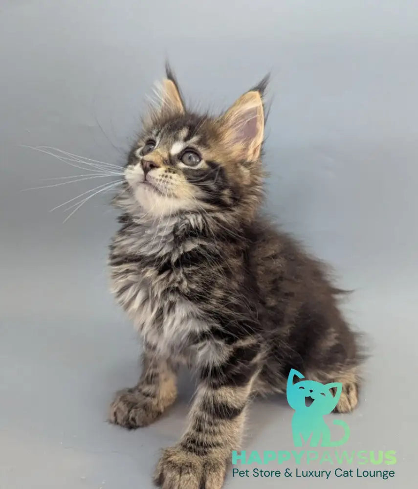 Holly Maine Coon female black tabby - live animals
