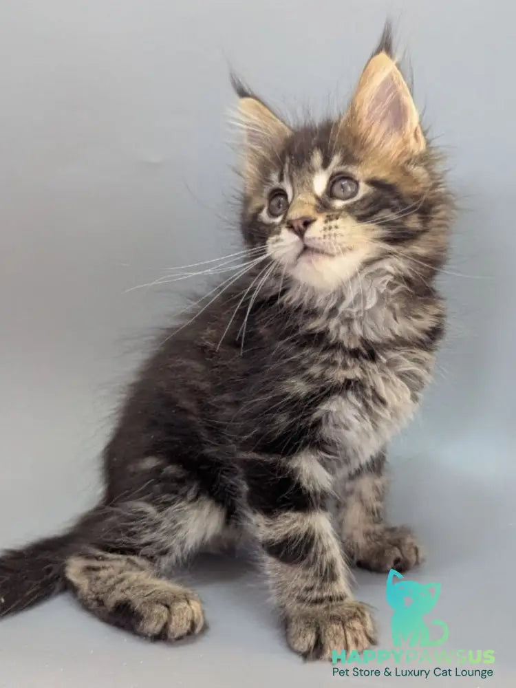 Holly Maine Coon female black tabby - live animals