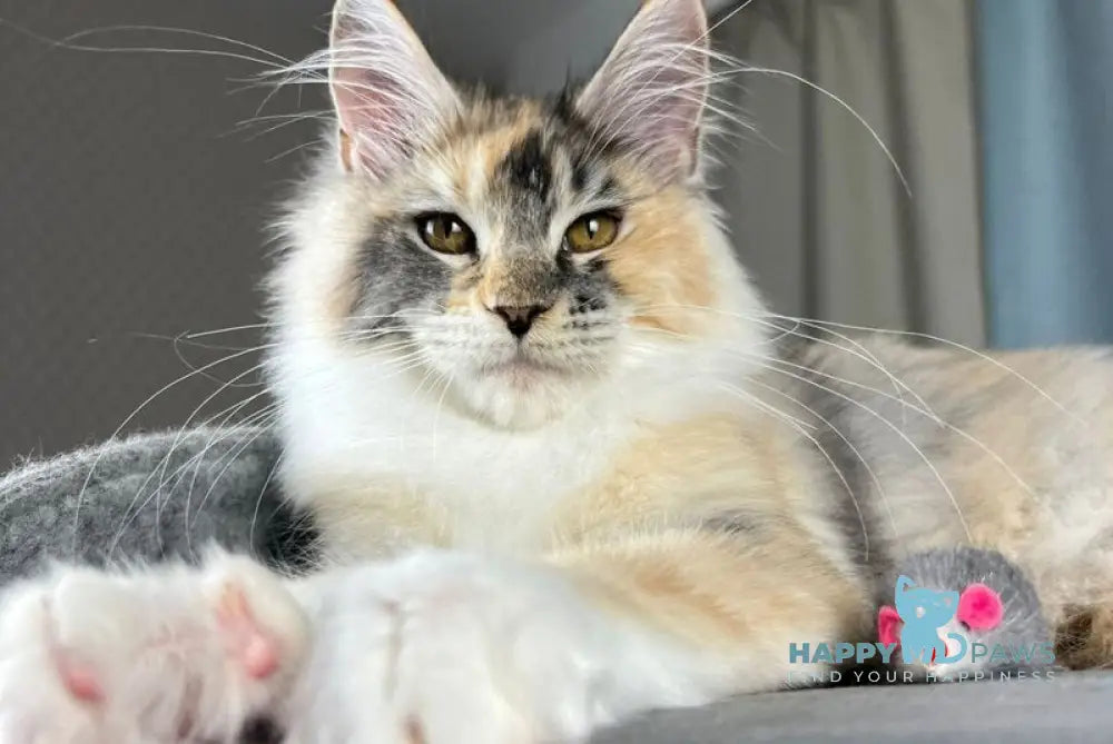 Holly Maine Coon female black tortie silver ticked tabby with white live animals