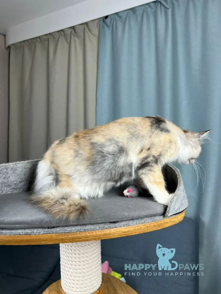 Holly Maine Coon female black tortie silver ticked tabby with white live animals