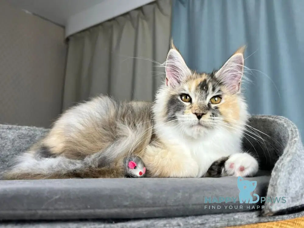 Holly Maine Coon female black tortie silver ticked tabby with white live animals