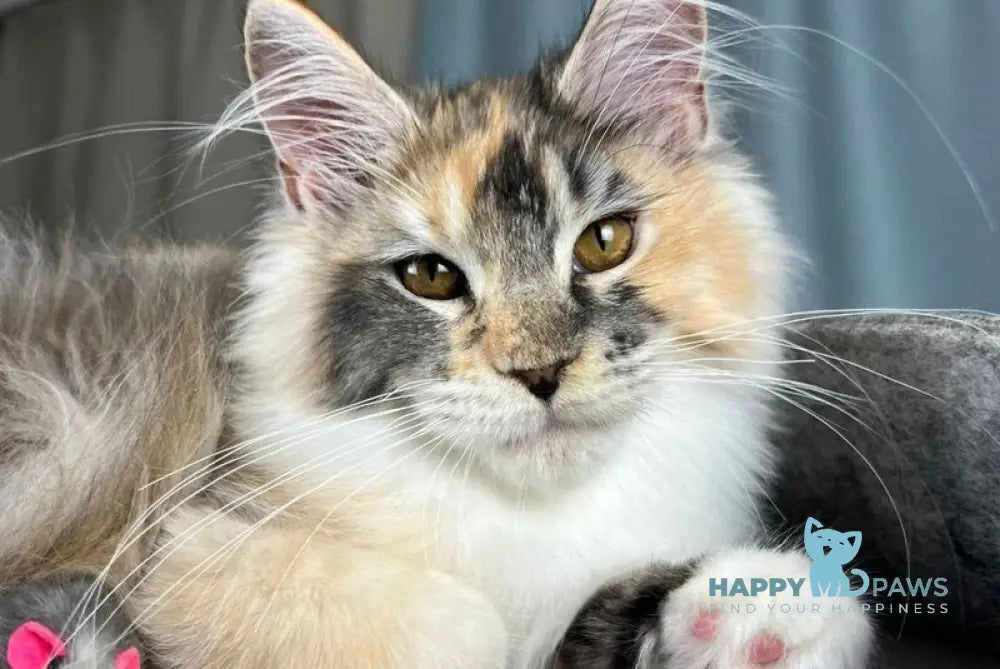 Holly Maine Coon female black tortie silver ticked tabby with white live animals