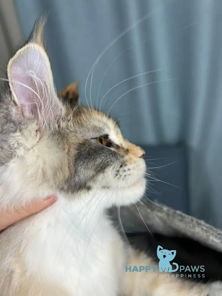 Holly Maine Coon female black tortie silver ticked tabby with white live animals